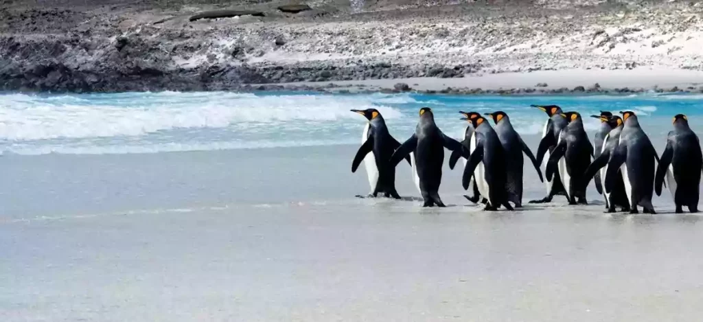 Best time to see penguins in Galapagos