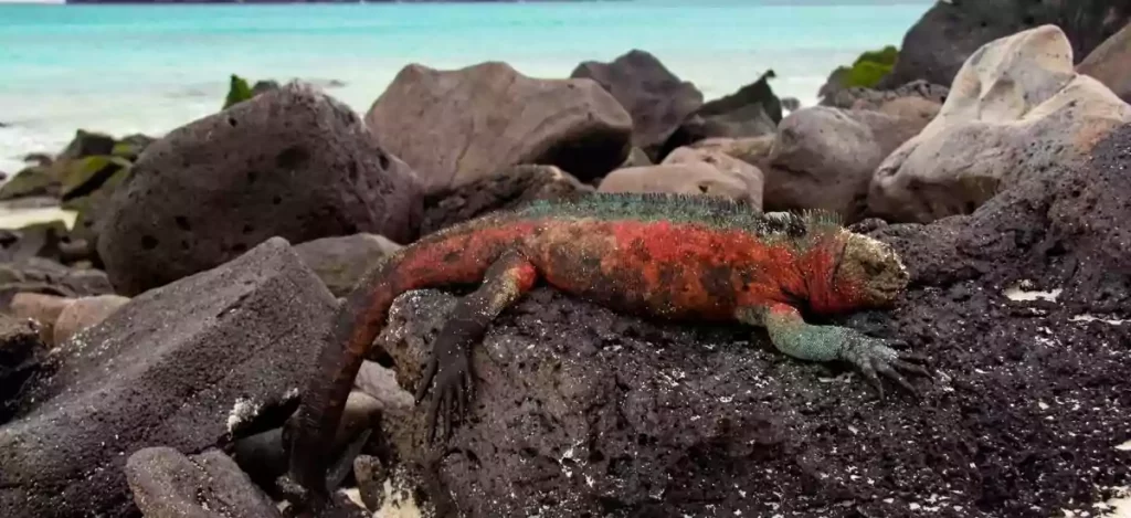 Plan Ahead And Reserve Early To Get The Best Time To Visit Galapagos
